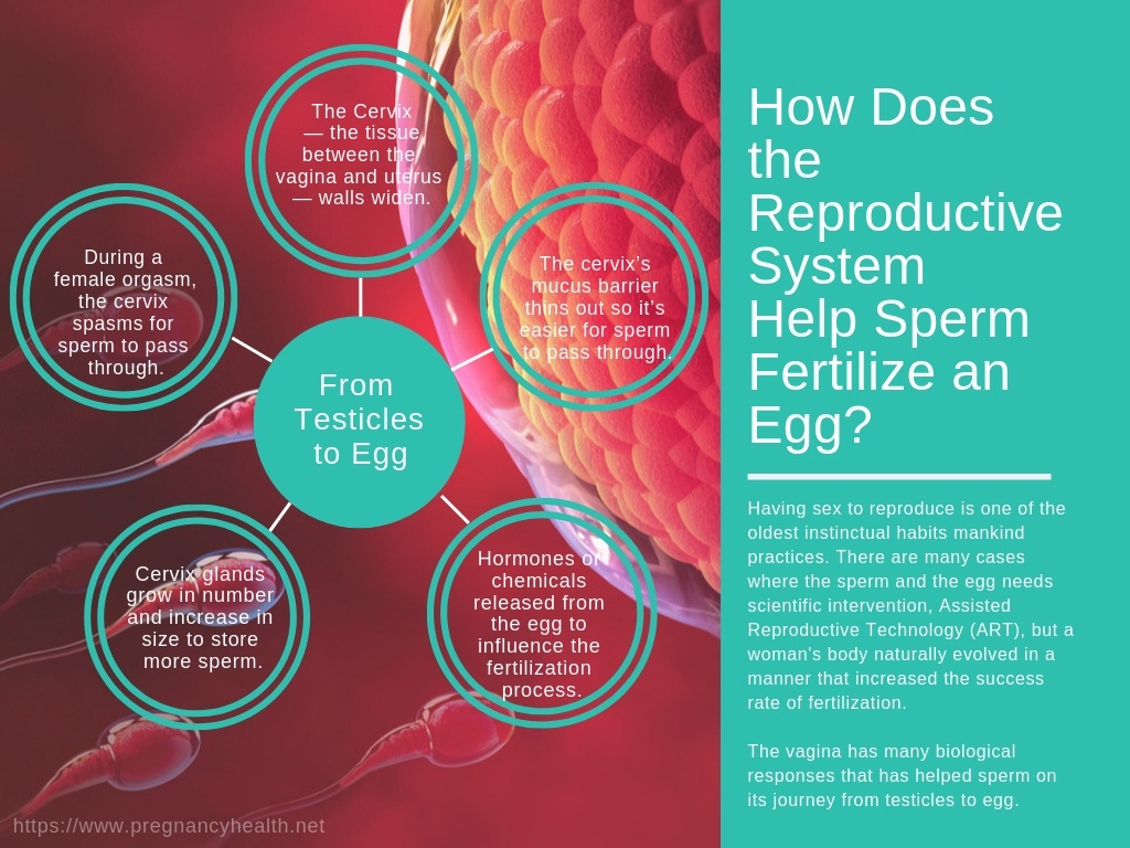 The Reproductive System Helping Sperm Fertilize The Egg Pregnancy Health